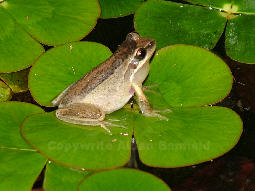 Southern Brown Tree Frog